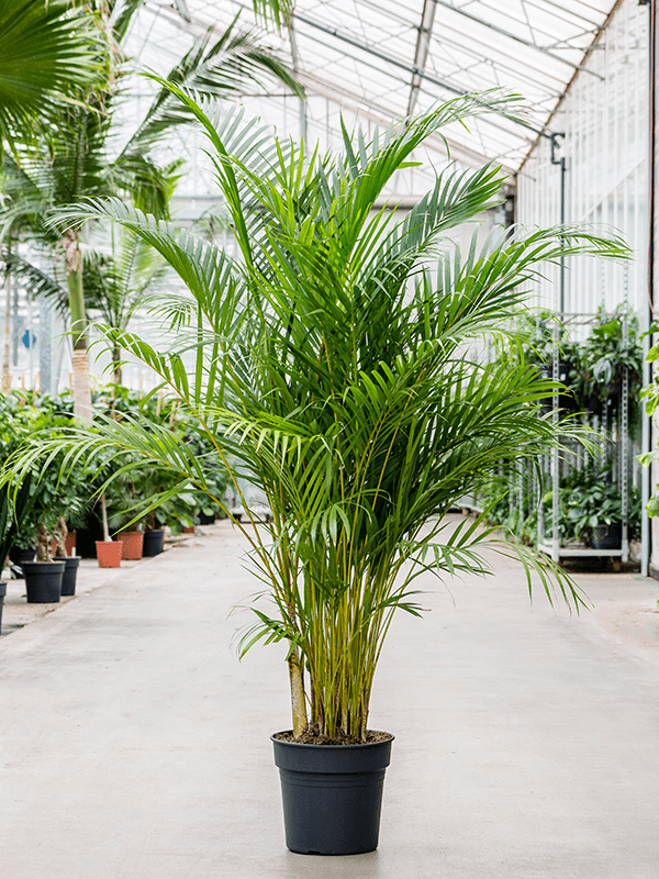 2 REASONS Your Areca Palm Leaves Turning Brown // Areca Palm Plant