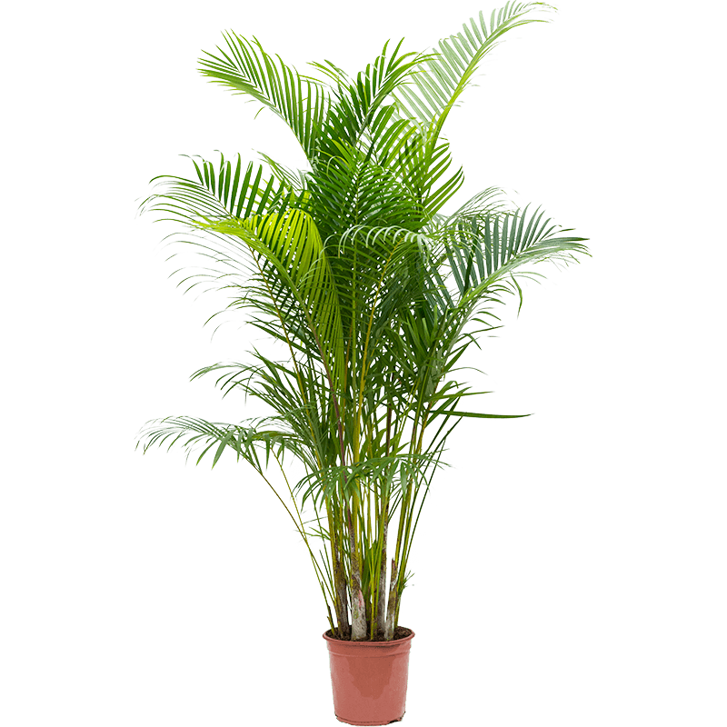 Dypsis (Areca) lutescens extra large 140cm
