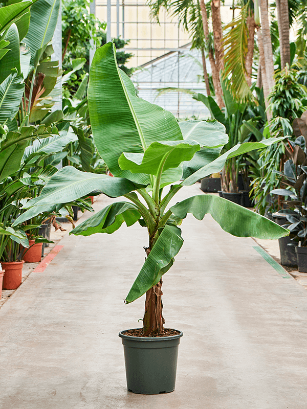 Are banana plants sales toxic to dogs