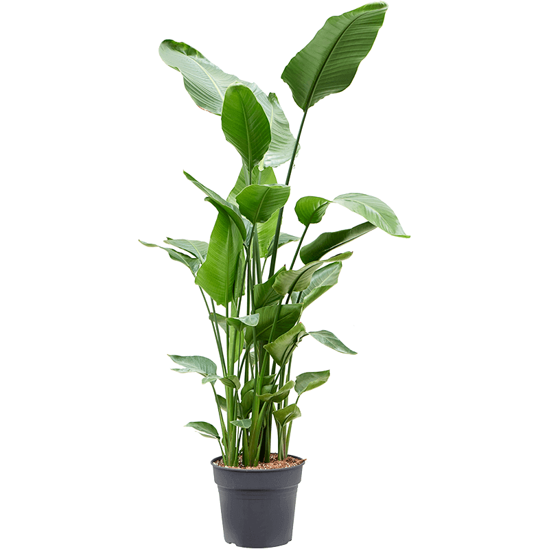 strelitzia nicolai 200cm extra large leafy life