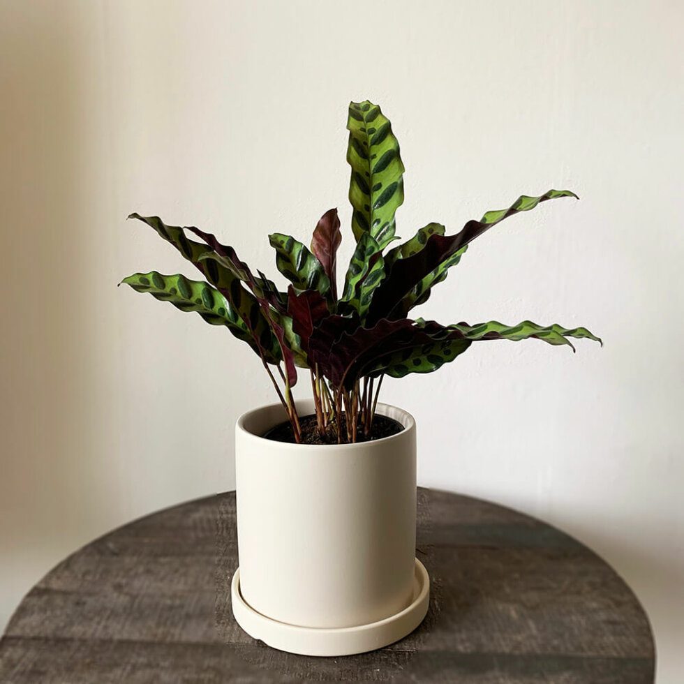 how to care for calathea ⋆ Leafy Life ⋆ Care instructions & guides