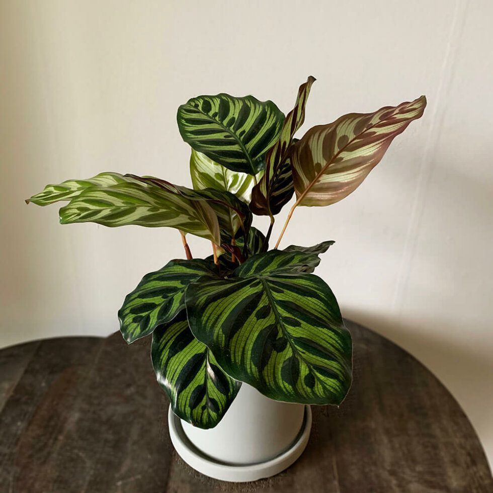 how to care for calathea ⋆ Leafy Life ⋆ Care instructions & guides