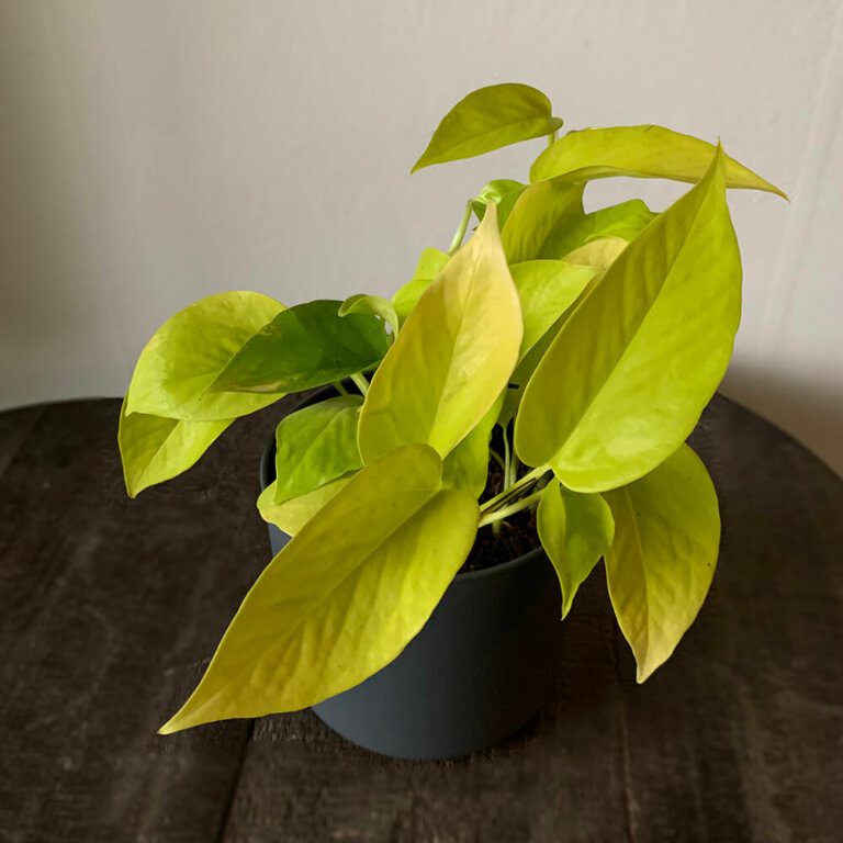 Buy the epipremnum ‘golden pothos’ ⋆ Leafy Life ⋆ A neon yellow plant