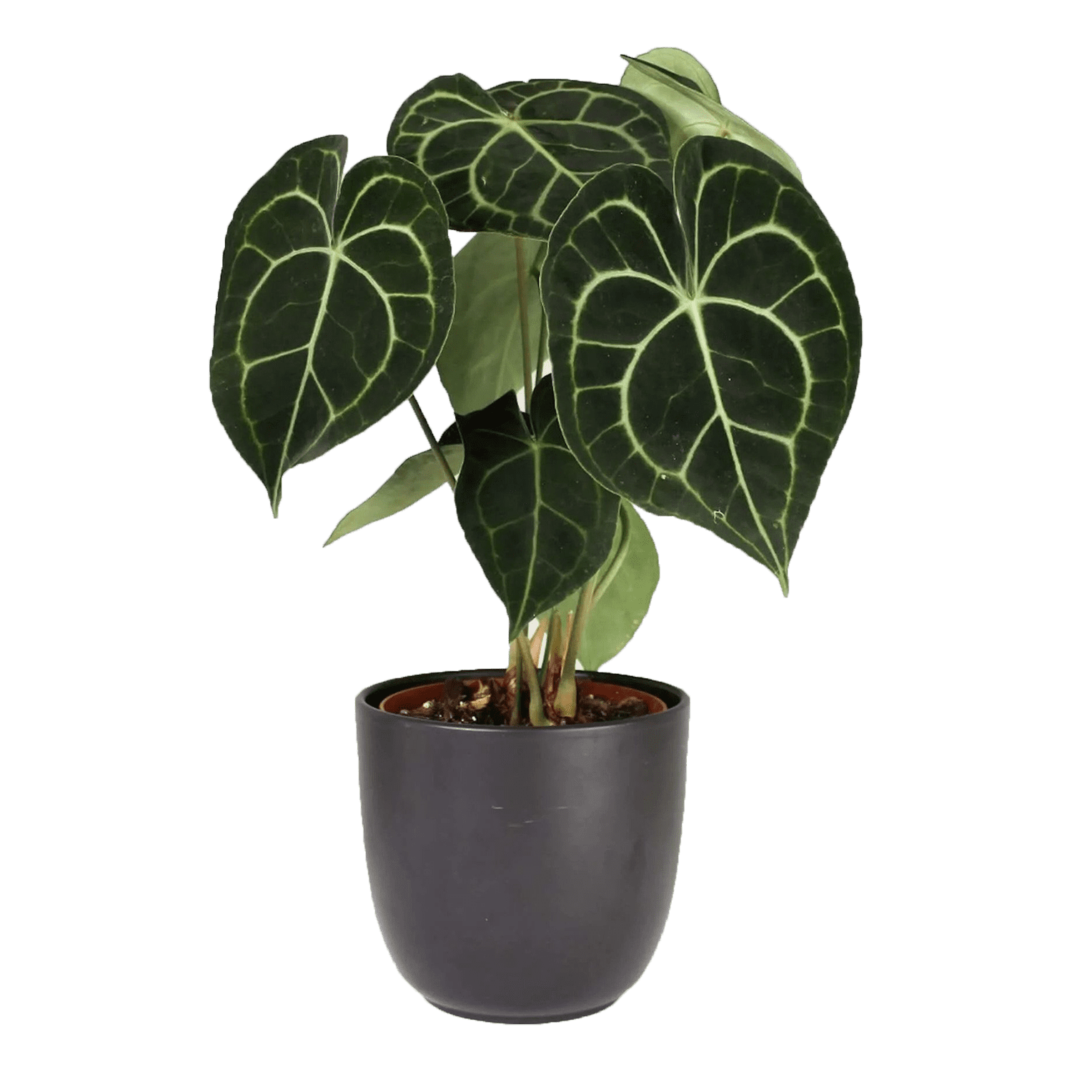 anthurium clarinervium medium leafy life
