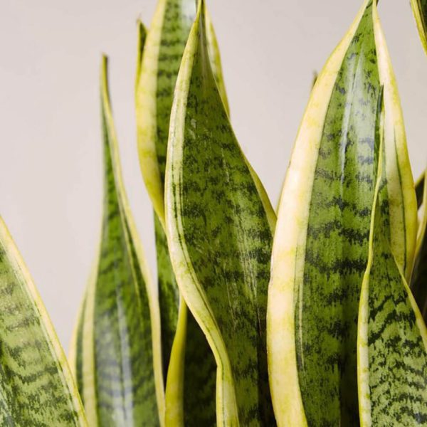 how to care for sansevieria - Leafy Life