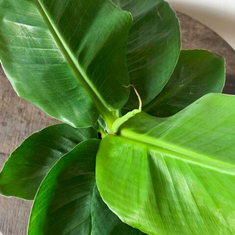 how to care for musa tropicana (banana plant) ⋆ Leafy Life
