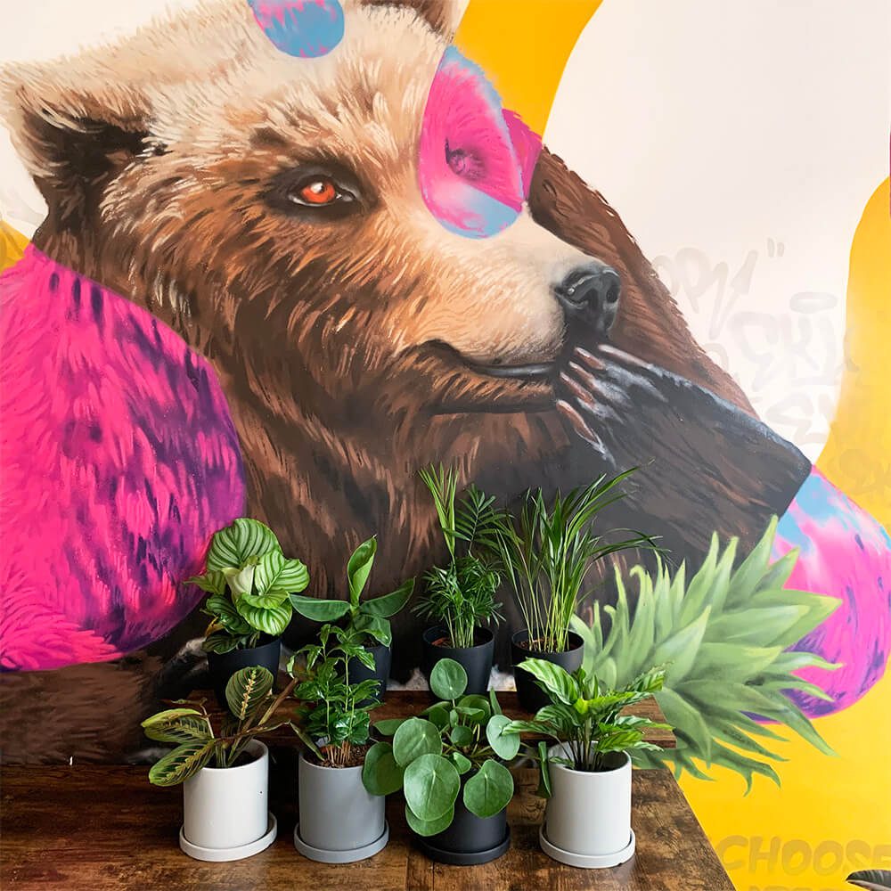 pet friendly plants 8