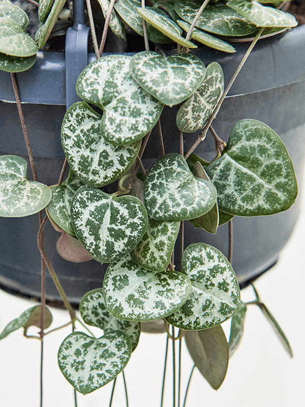 Variegated String of Hearts Care - More PINK + 13 Care Tips