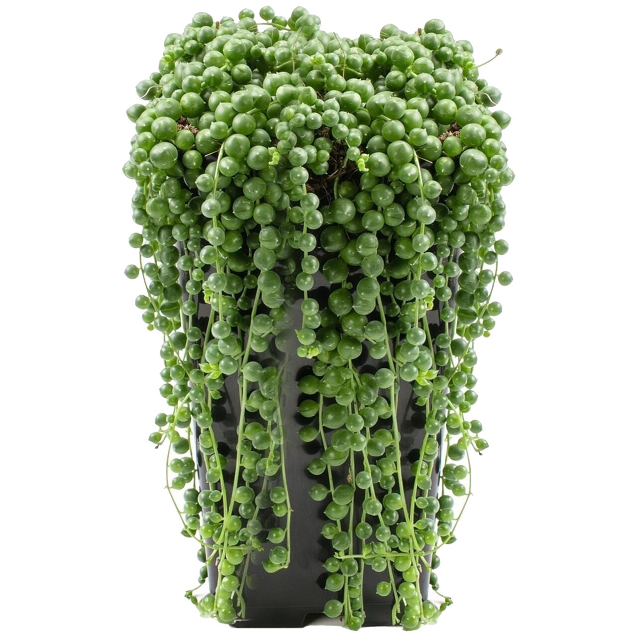 how to care for senecio rowleyanus 'string of pearls' ⋆ Leafy Life