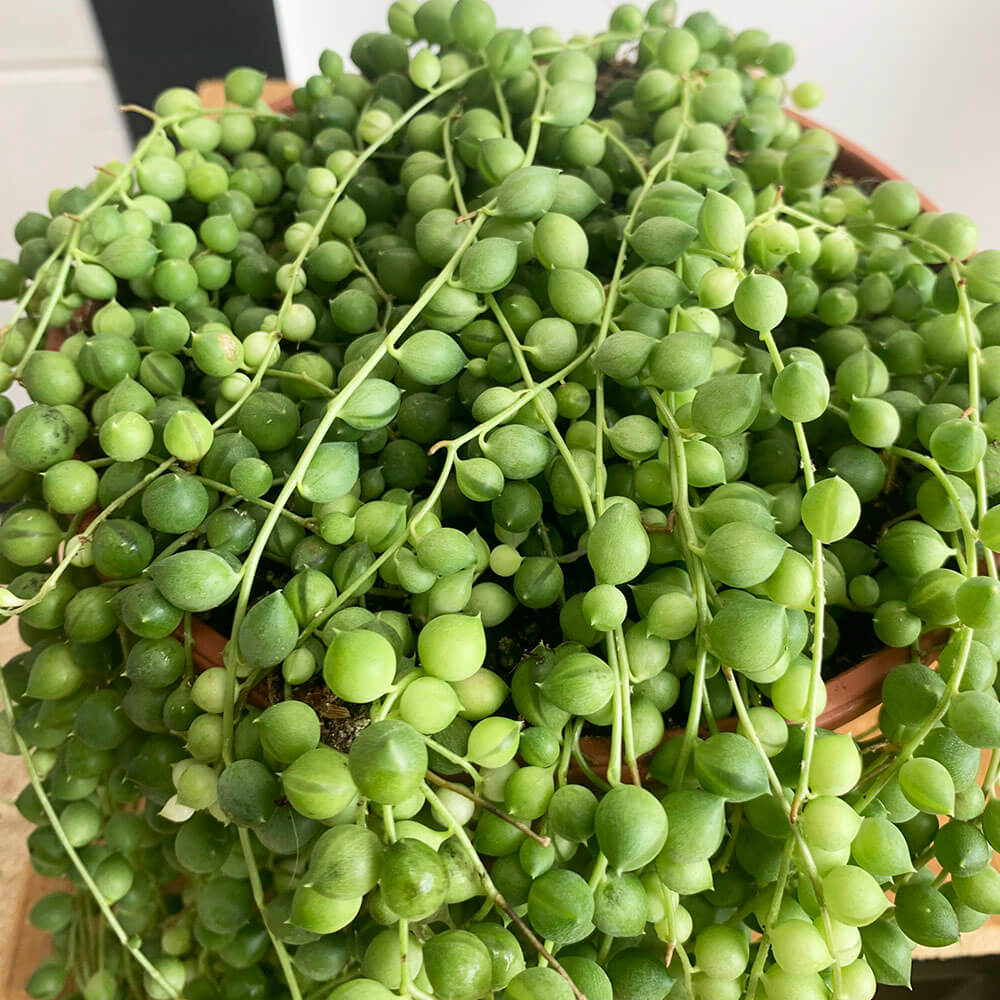 String of Pearls Long Senecio Rowleyanus Hanging String of Pearls Plant String  of Pearls Succulent Drought Tolerant Sun 