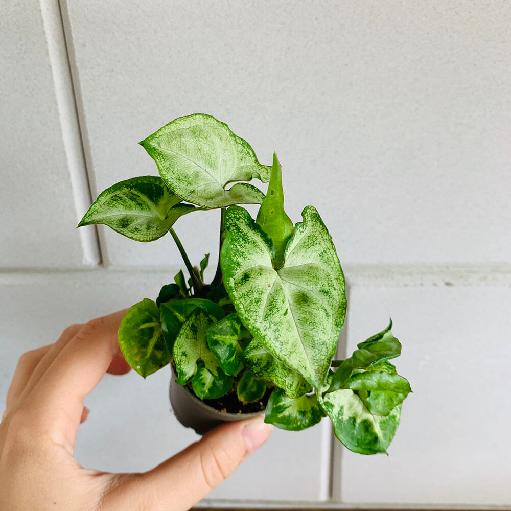 how to care for syngonium - Leafy Life