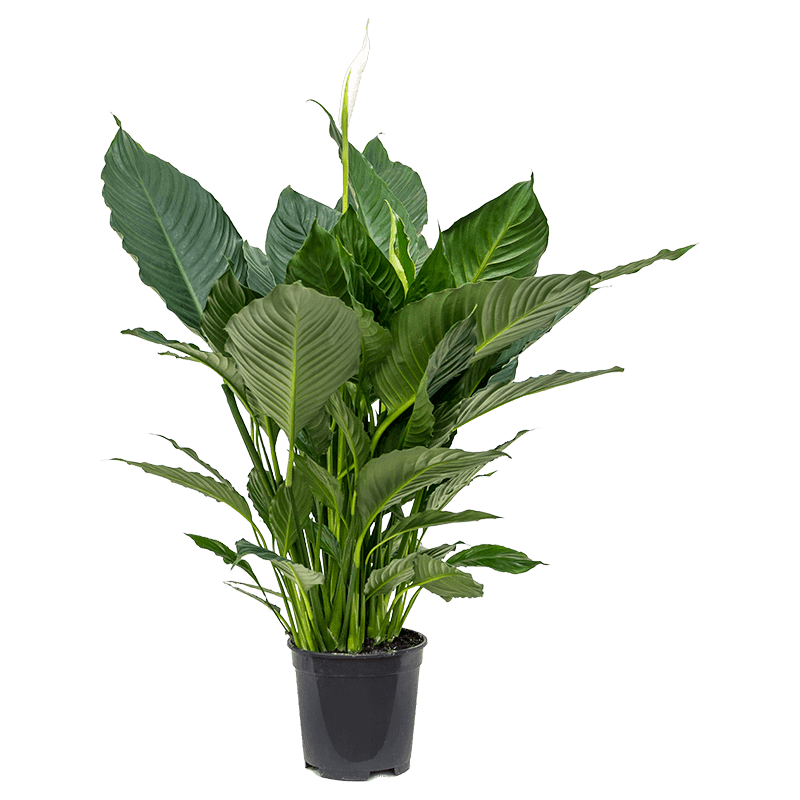 spathiphyllum ‘peace lily’ large