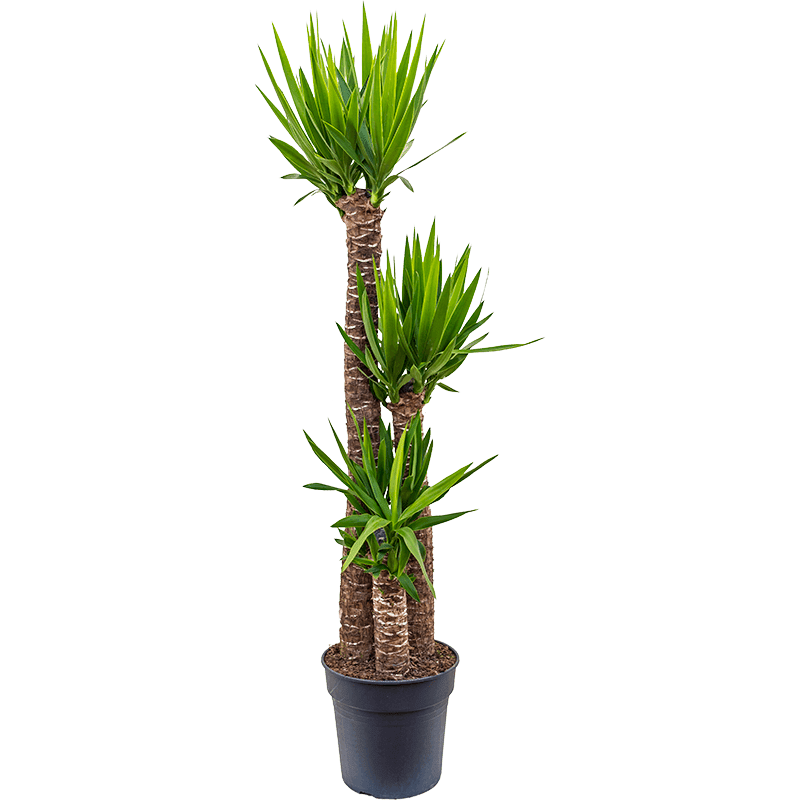 yucca extra large leafy life