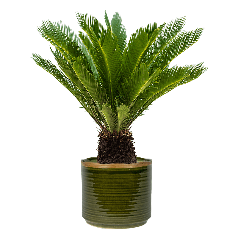 cycas revoluta leafy life