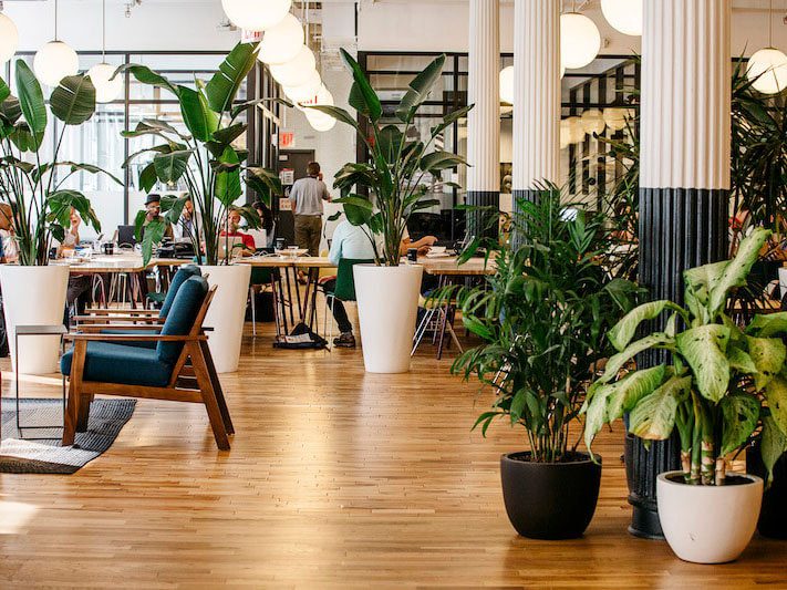 office plants amsterdam office plants amsterdam