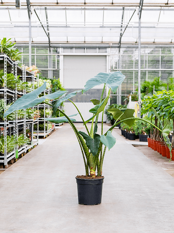 alocasia zebrina super large leafy life