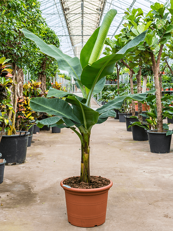 musa tropicana banana plant extra large mood