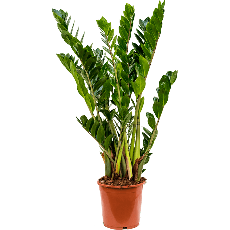 zamioculcas zamiifolia large leafy life