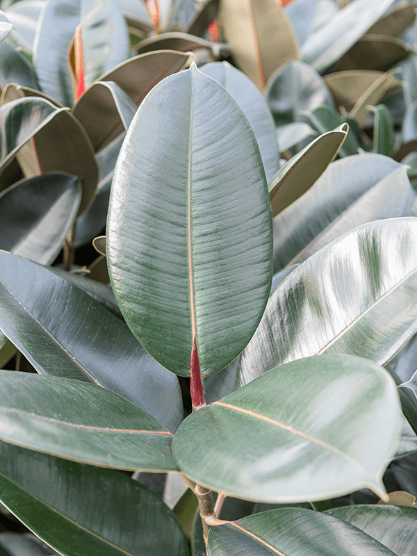 Rubber Plant (Ficus)