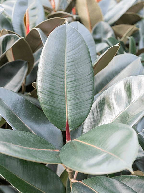 The Rubber Plant Care Guide - Ficus Elastica