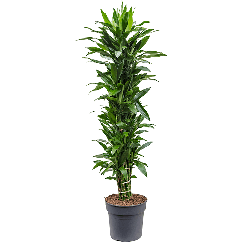 dracaena janet lind xl 200cm leafy life