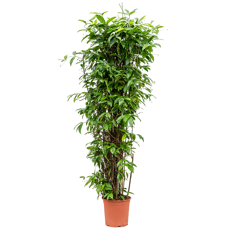 dracaena surculosa leafy life xl 200cm