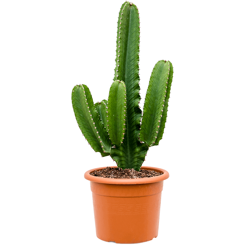 Euphorbia ingens large