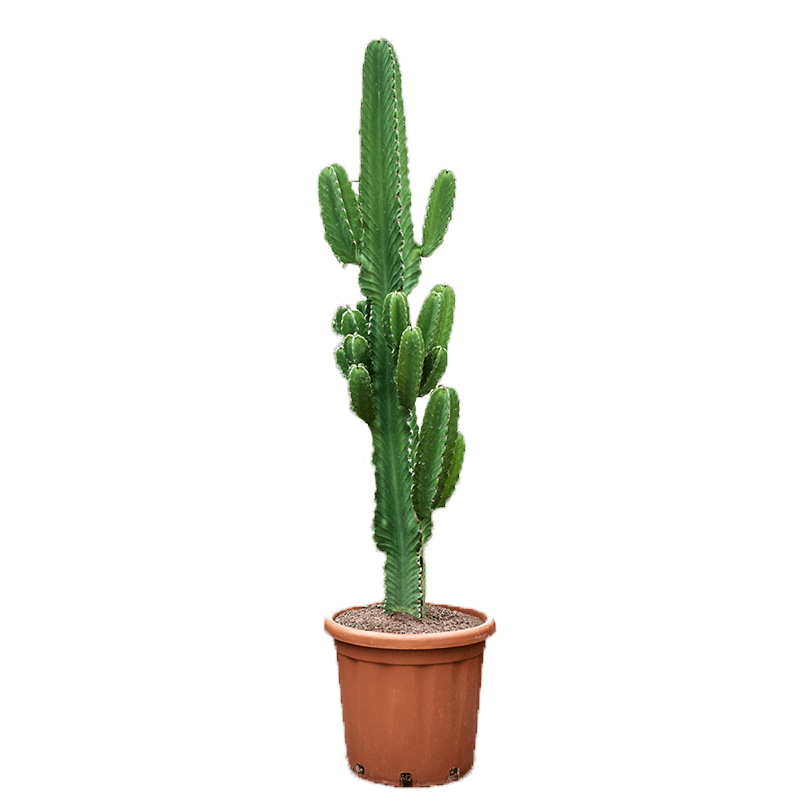 Euphorbia ingens xl