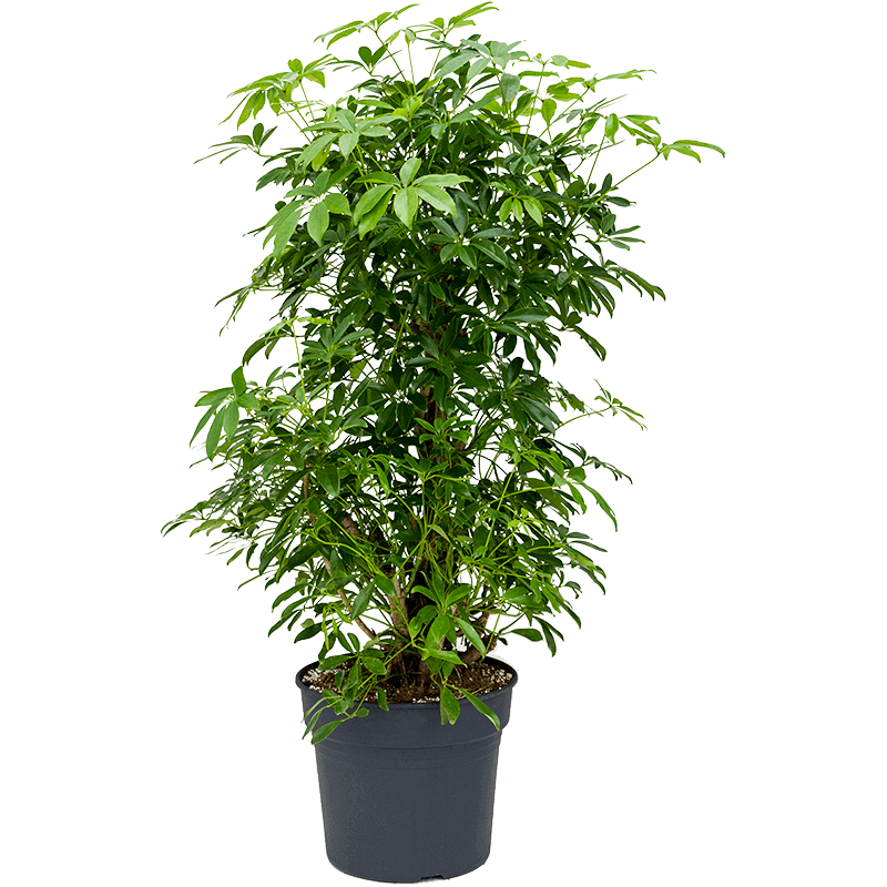 schefflera arboricola ‘compacta’ bush xl