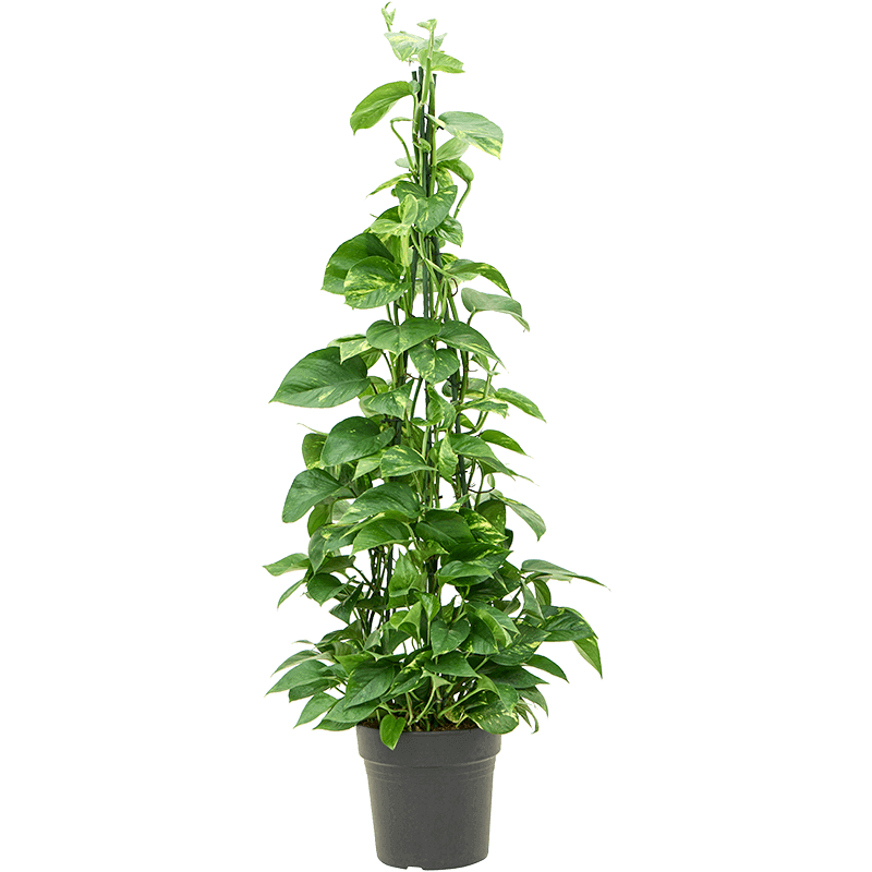Rent the epipremnum aureum - climbing (L) - Leafy Life - A climbing plant