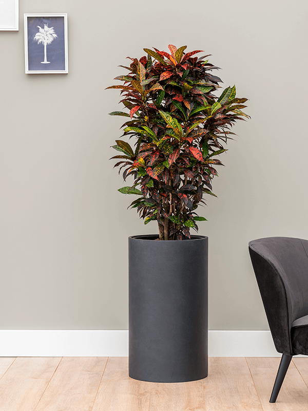 Rent the zamioculcas zamiifolia (L) - Leafy Life - A popular office plant