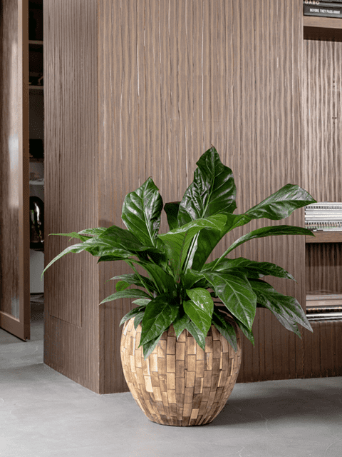 Leafy Life - Plants for any workspace - Interior design, lease ...