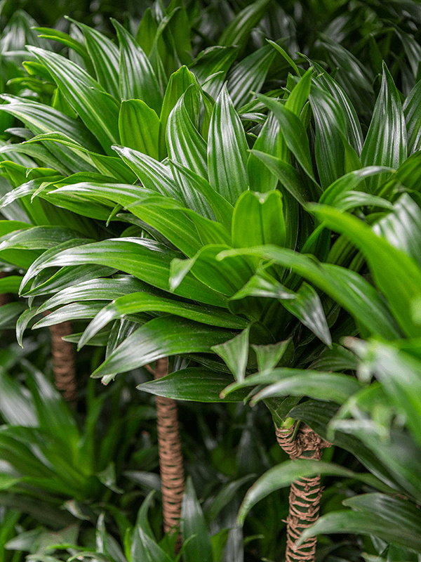 how to care for dracaena fragrans - Leafy Life