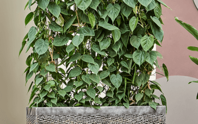 how to care for philodendron scandens