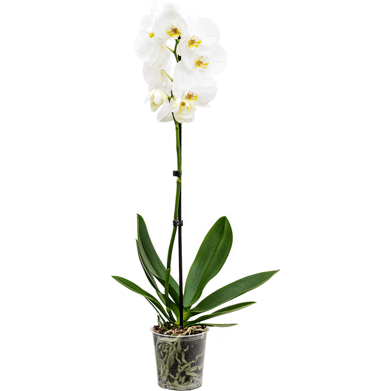 white orchid medium