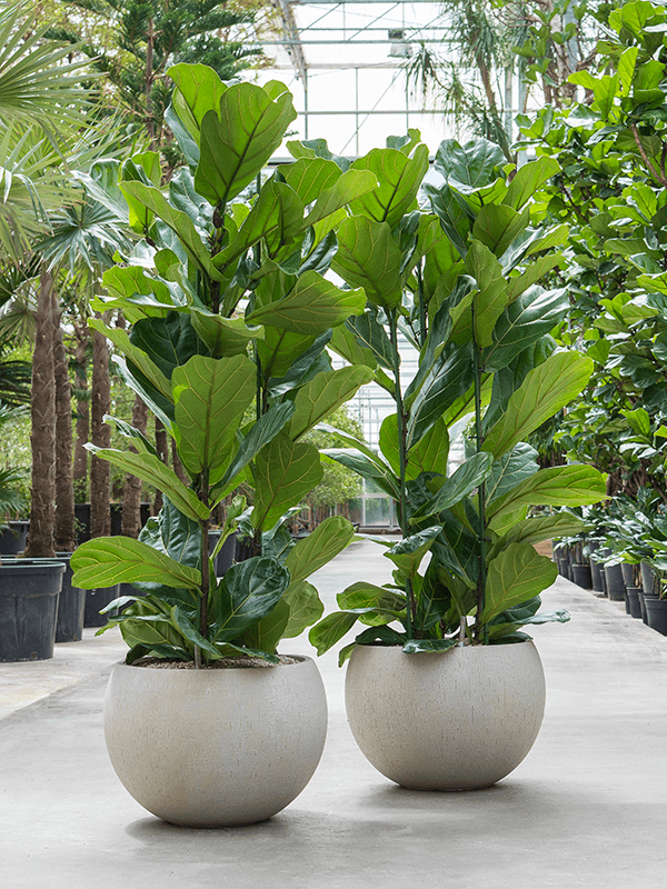 ficus lyrata with baq raindrop