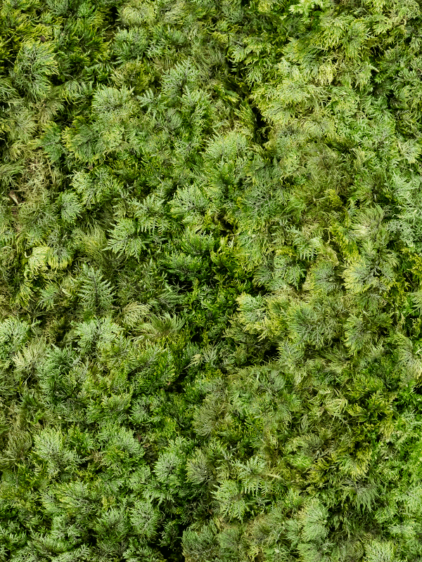 fern moss