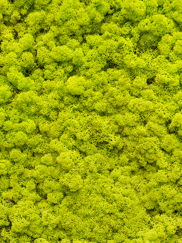 reindeer moss spring green