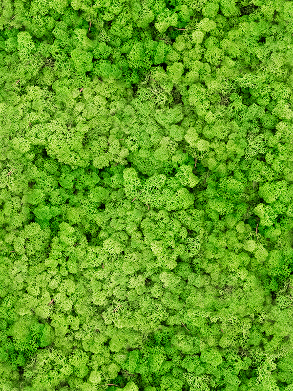 reindeer moss light grass green