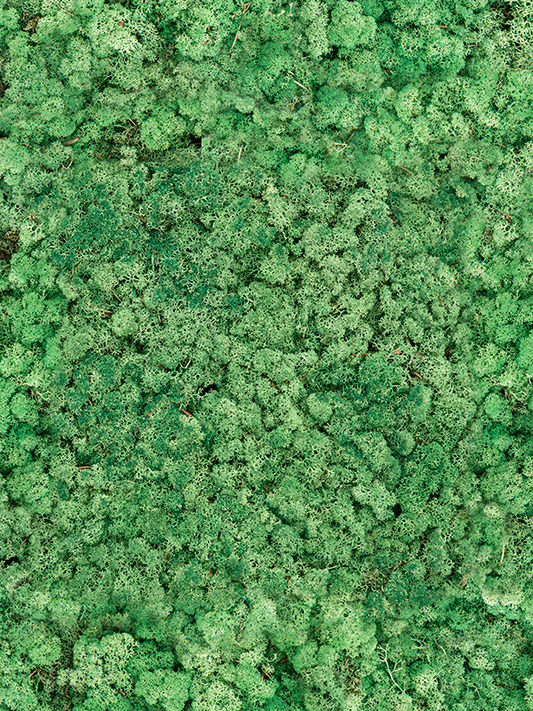 reindeer moss grass green