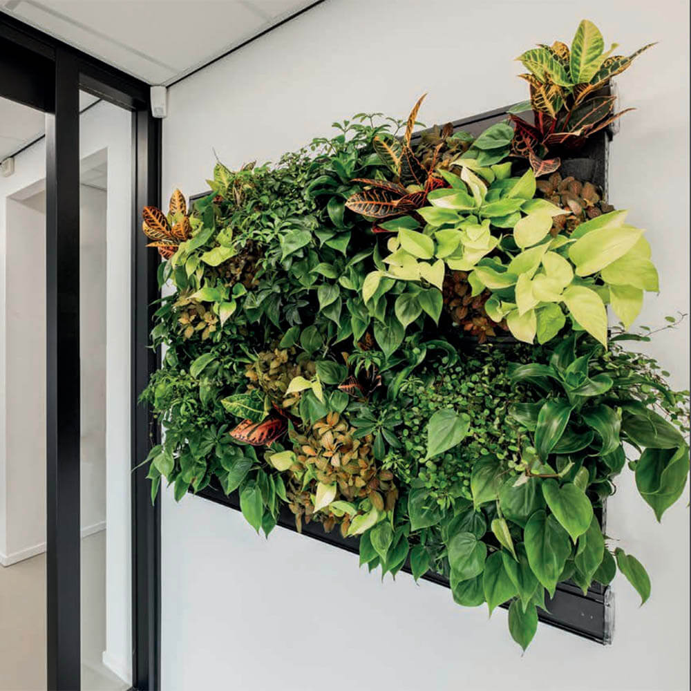 plant wall 1 leafy life