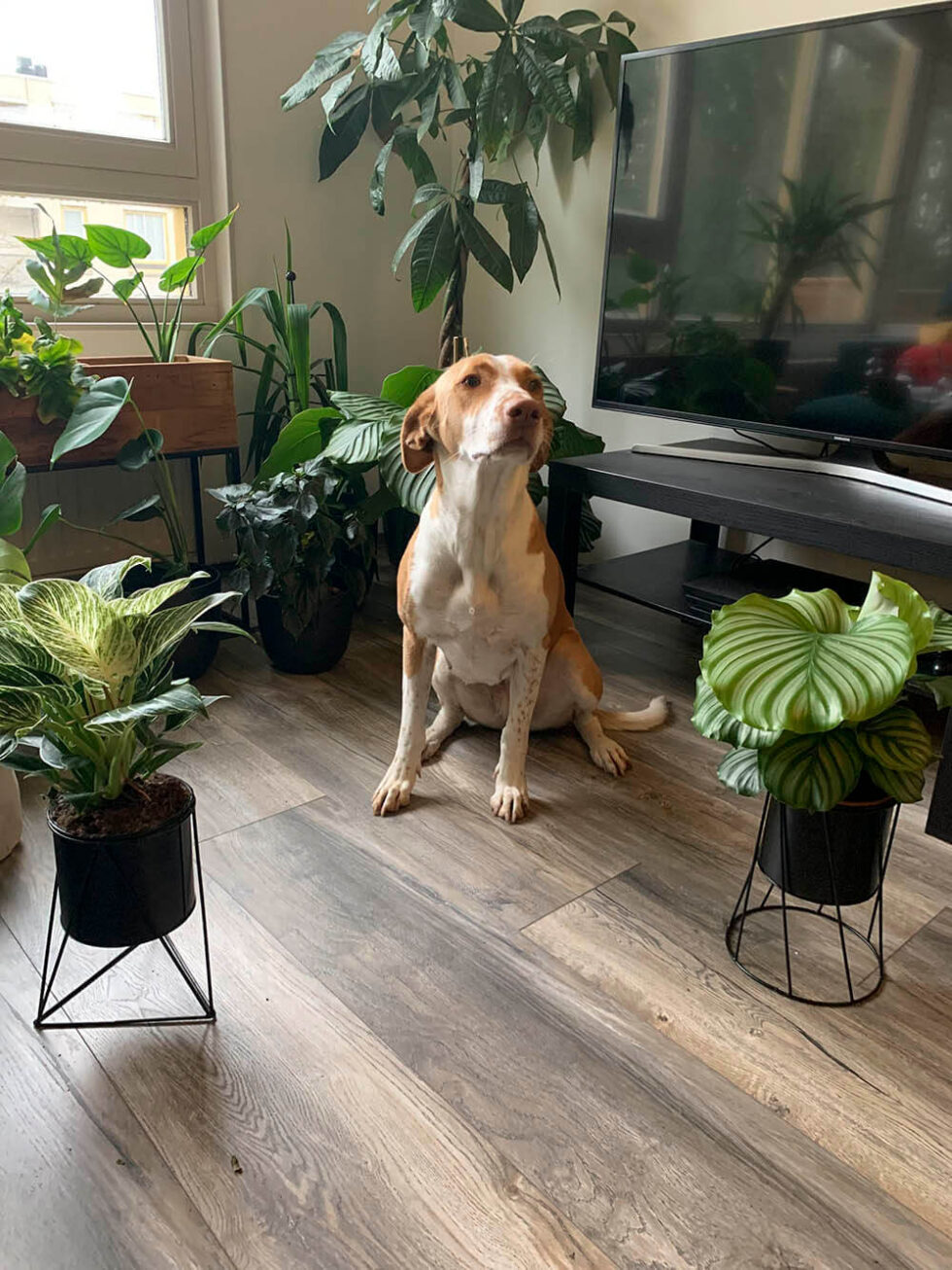 About Us - Leafy Life