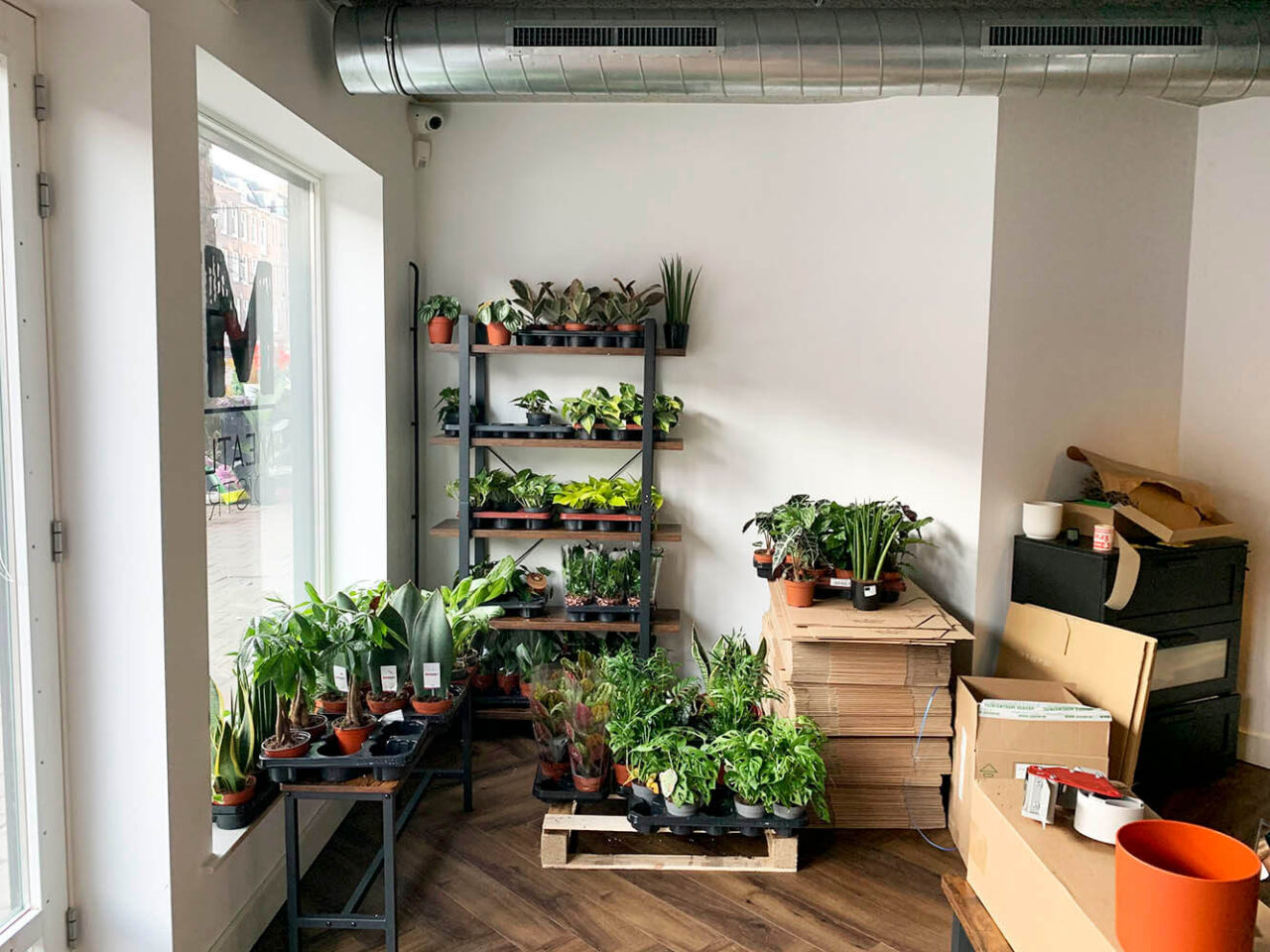 About Us - Leafy Life